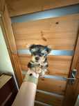 York terrier szczeniak