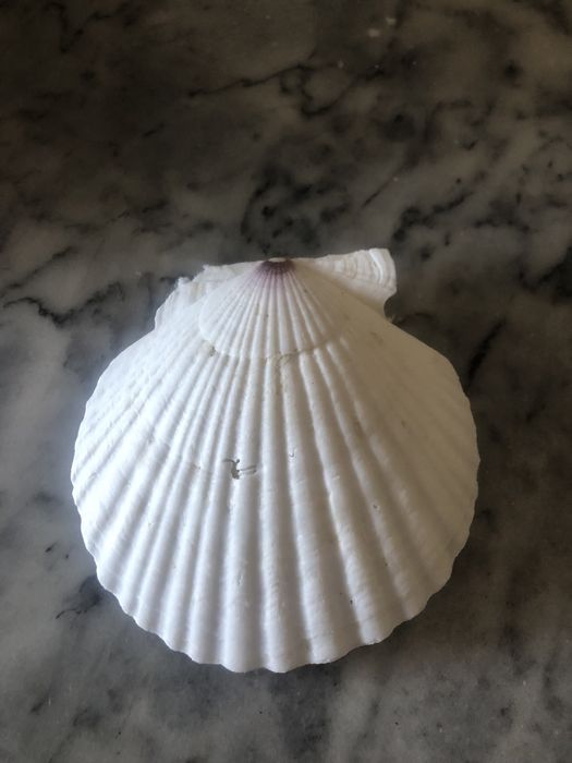 Concha de Batismo
