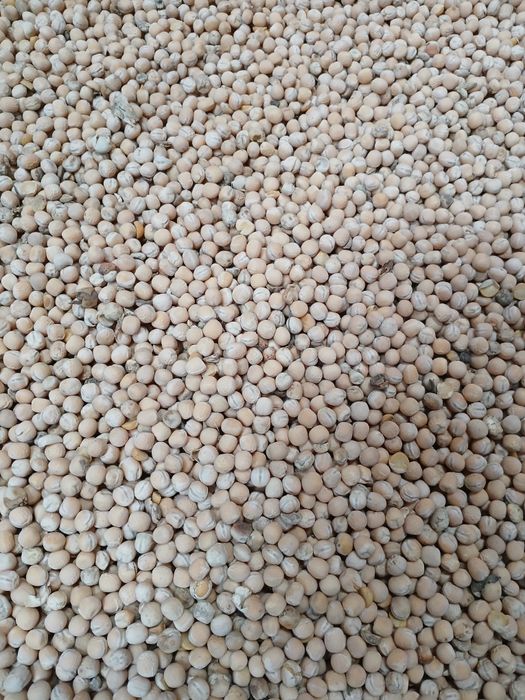 Groch na poplony lub pasze