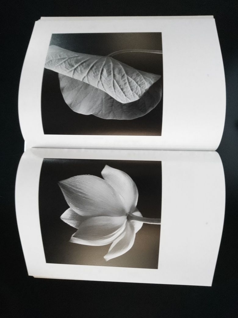 Hana de Ishimoto