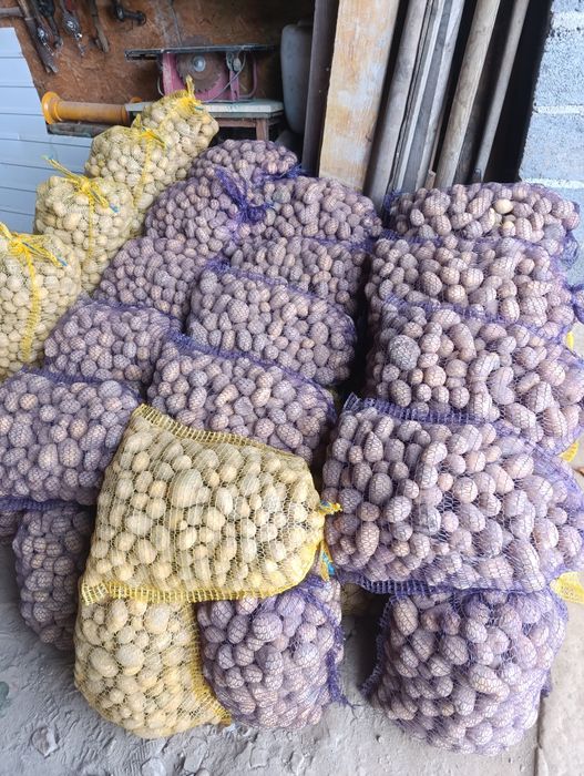 Ziemniaki odpadowe , drobne.