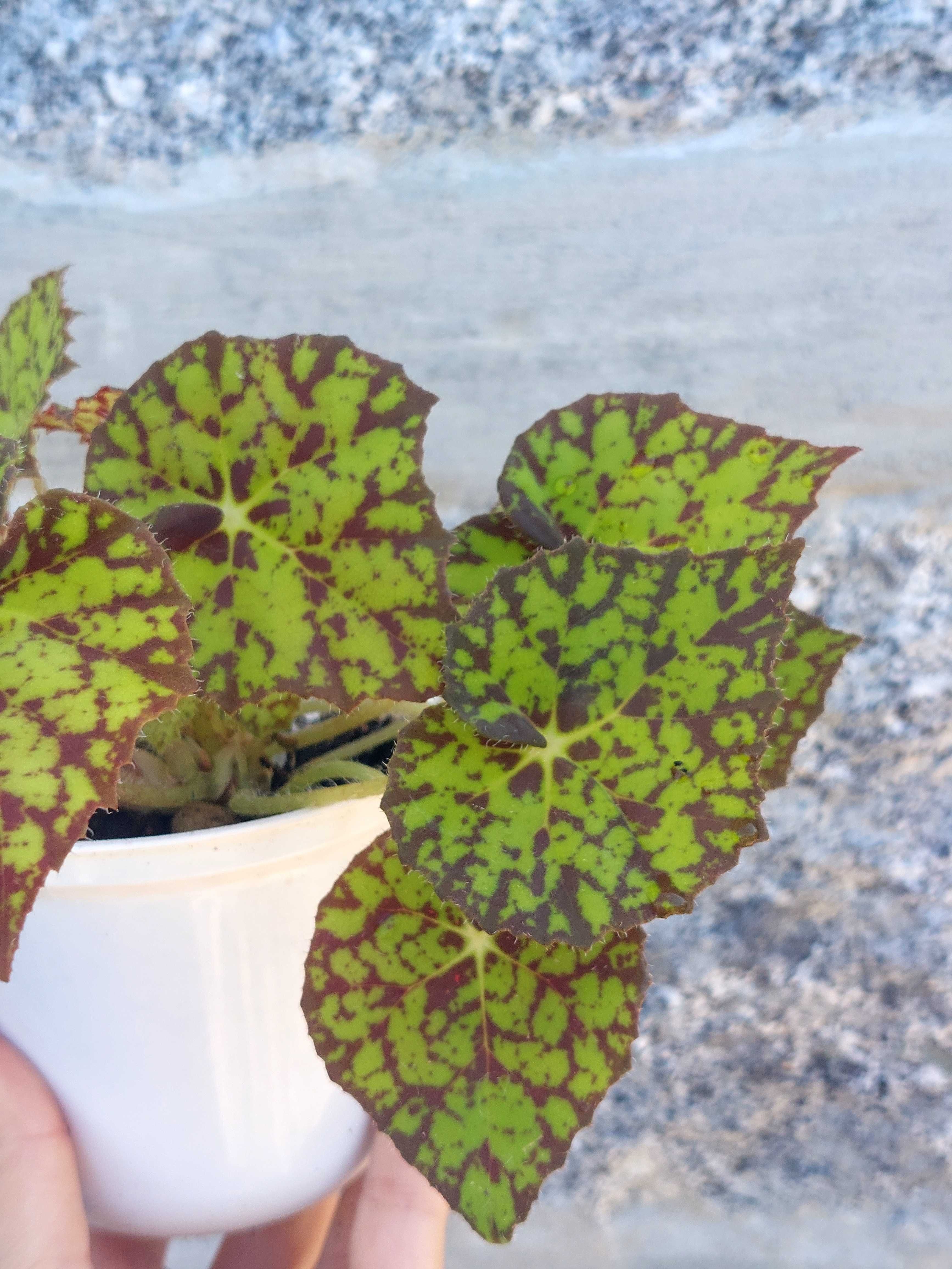 Planta Begonia Beleaf