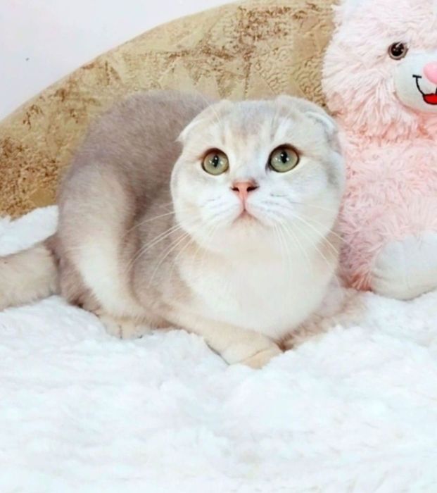 Неймовірно лагідний хлопчик мурчалка