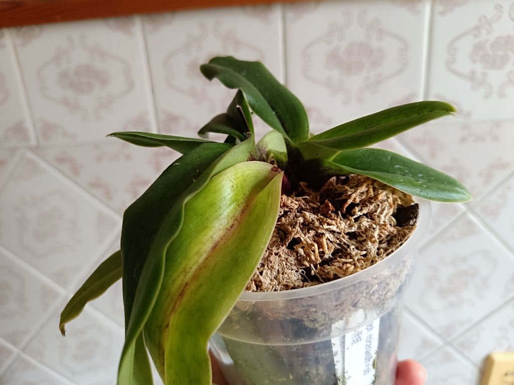 Орхидея пафиопедилум Paph. spicerianum x sib.