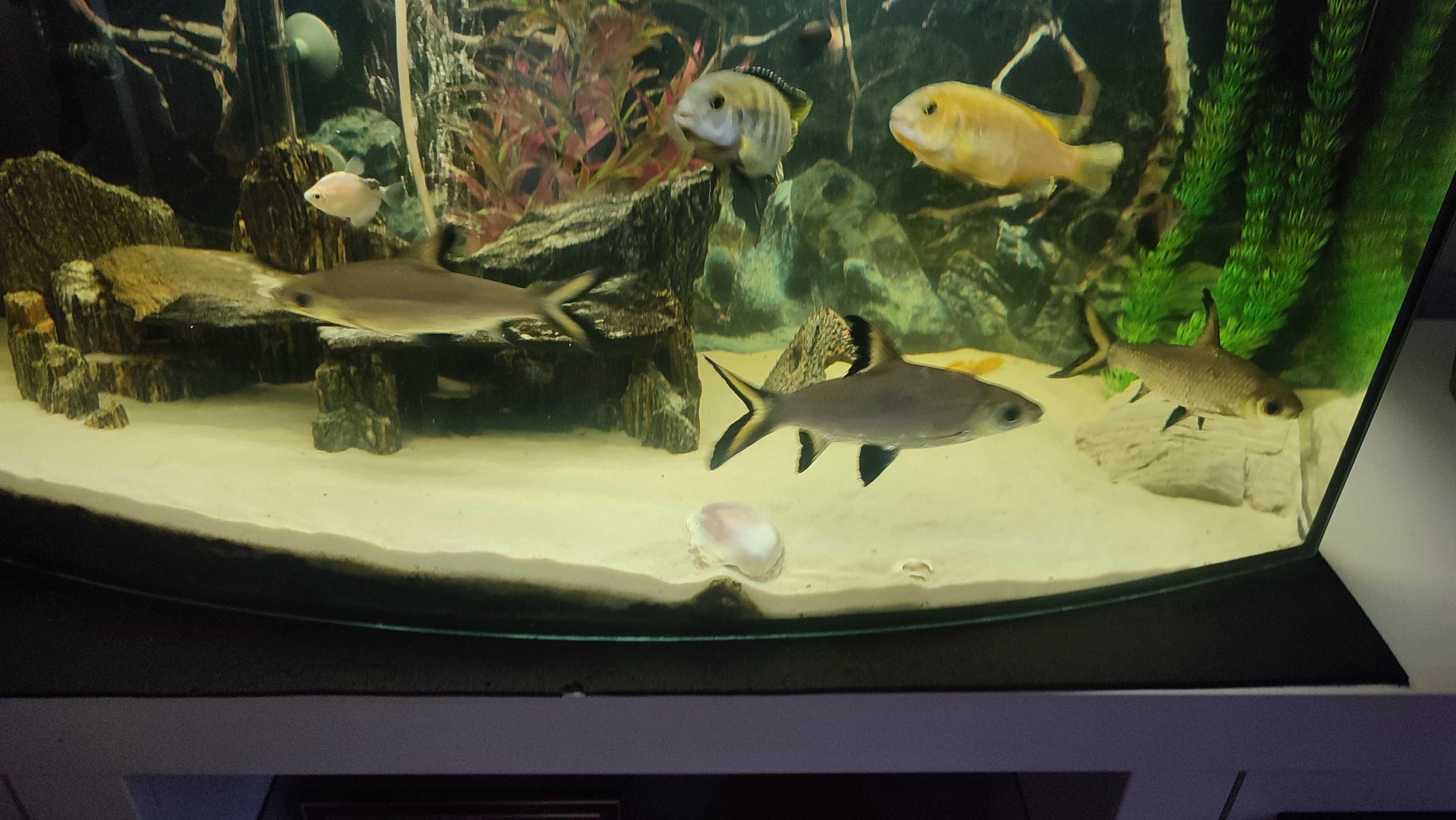 akwarium komplet z rybami