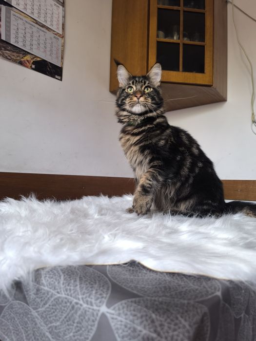 Milano piękny duży kocur