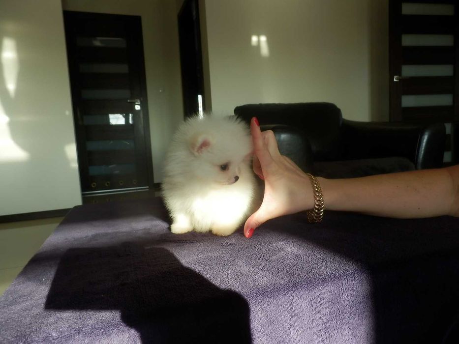 Szpic miniaturowy pomeranian mini SUNIA  biały misio