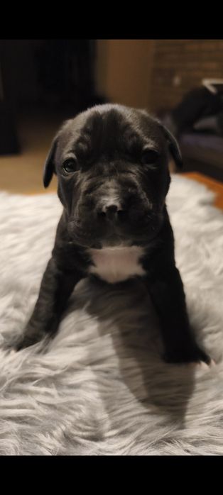 Amstaff szczeniak , samiec