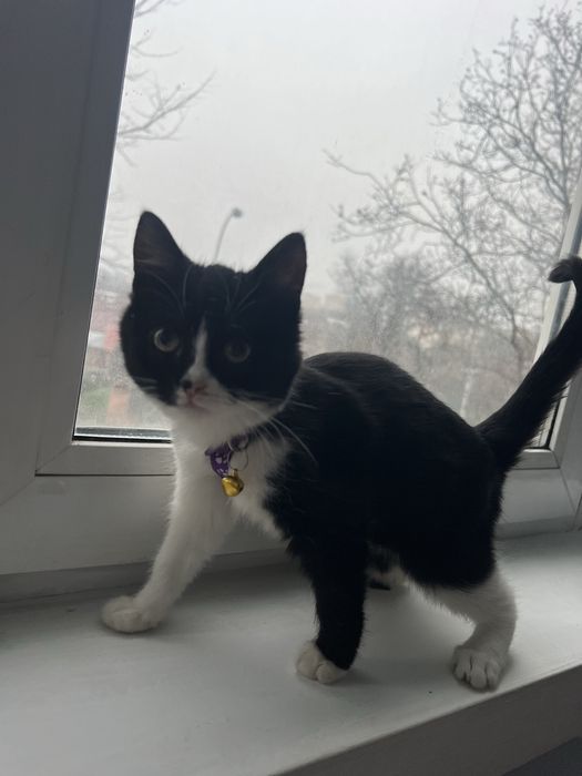 Киця відам у добрі руки