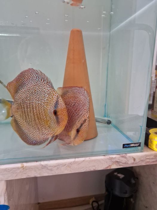 Discus Leopardo Pantera