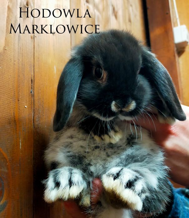 Królik baranek mini lop