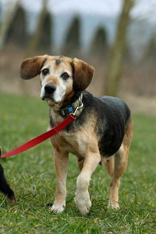 Fibi szuka domu, suczka, w typie rasy Beagle