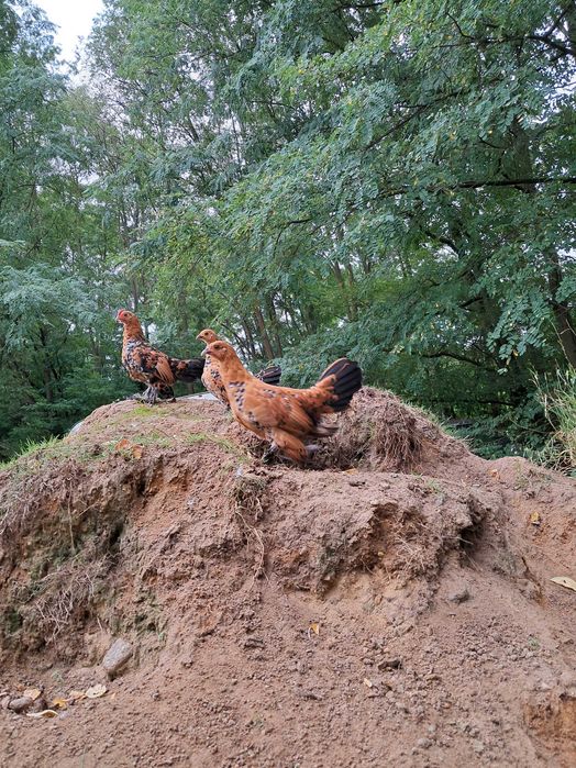 Kury ozdobne Karzełek Łapciaty