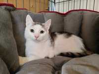 RALPH - biały kot, kociak kocurek do adopcji za darmo
