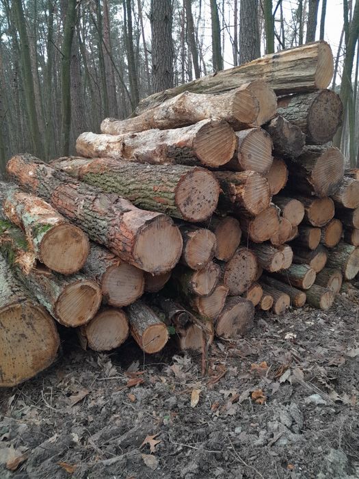 Drewno dąb sosna grab brzoza