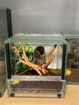 Terrarium dla gekona