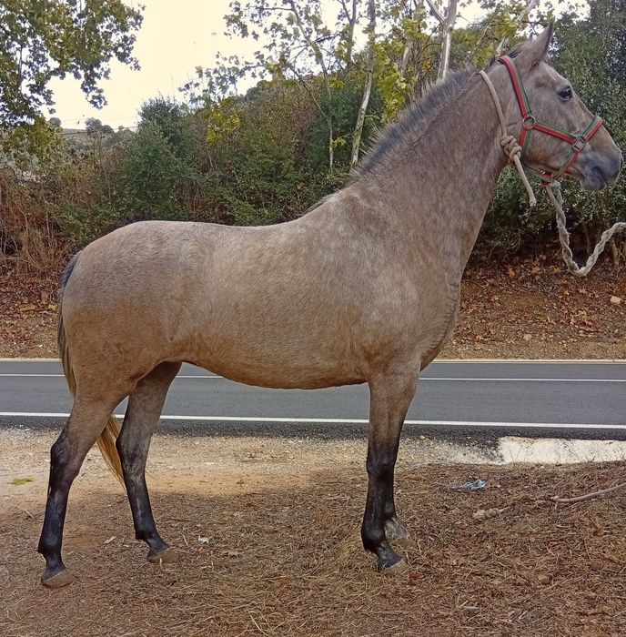 Égua cruzada de português