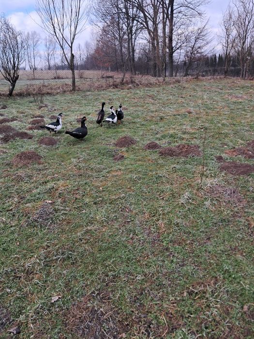 Sprzedam gęsi kaczki perliczki pochodzące z gospodarstwa ekologicznego