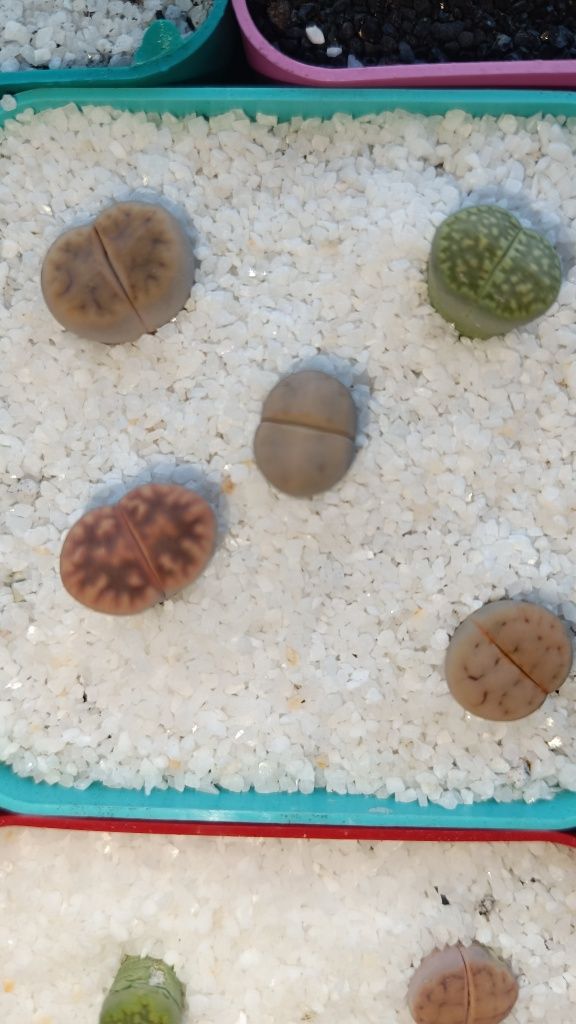 Літопси Lithops литопси