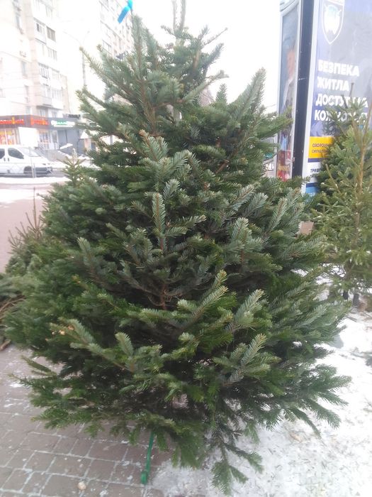 Ялиця нордмана піхта