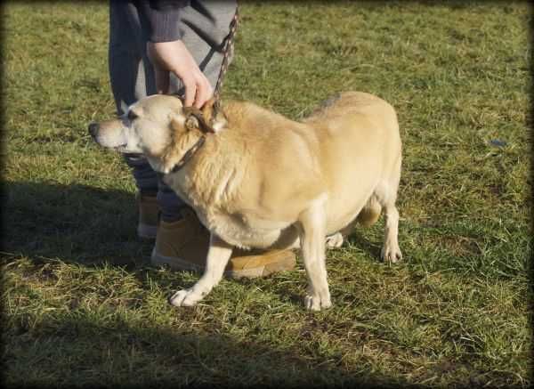 Ares - spokojny, starszy psiak szuka domu