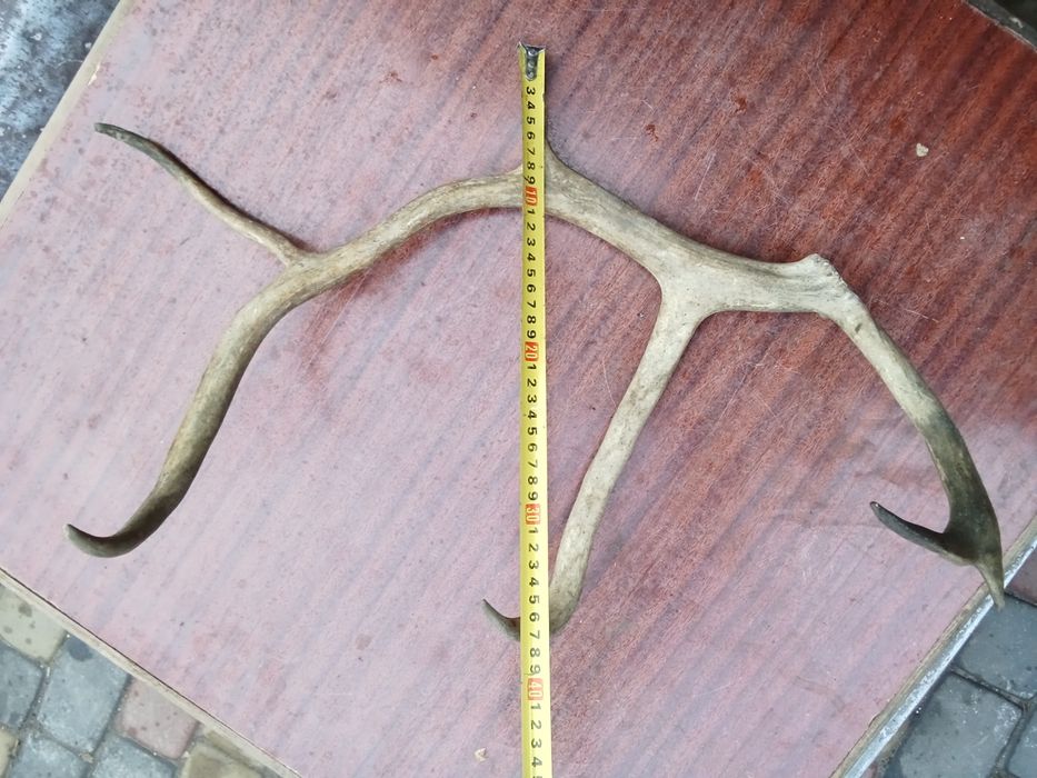 Рога северного оленя