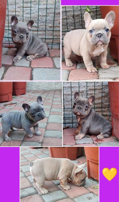 Днепр! Мини Французики ждут именно вас!