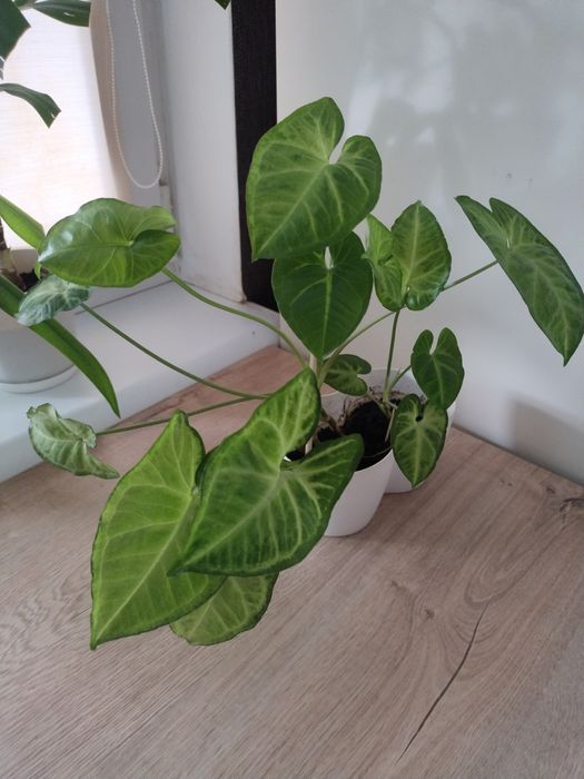 Сингоніум в горщику