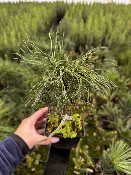 Туя смарагд.Однорічні прищеплені (привиті) хвойні рослини