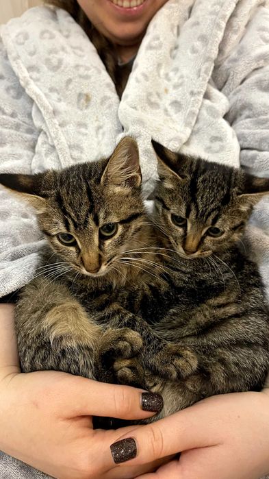 Кошенятка в добрі руки | кошенята | коти | кішки