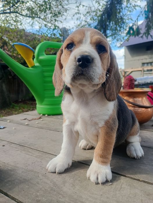 Piękna suczka Beagle