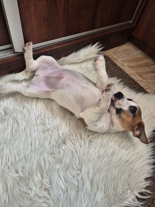 Jack Russell Terrier szczeniak - pies