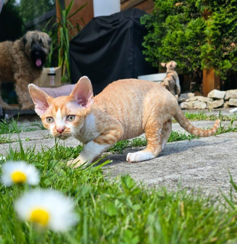 Devon rex FPL Kocurek rudy