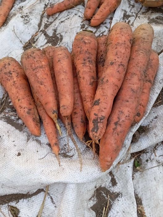 Продам моркву домашню.