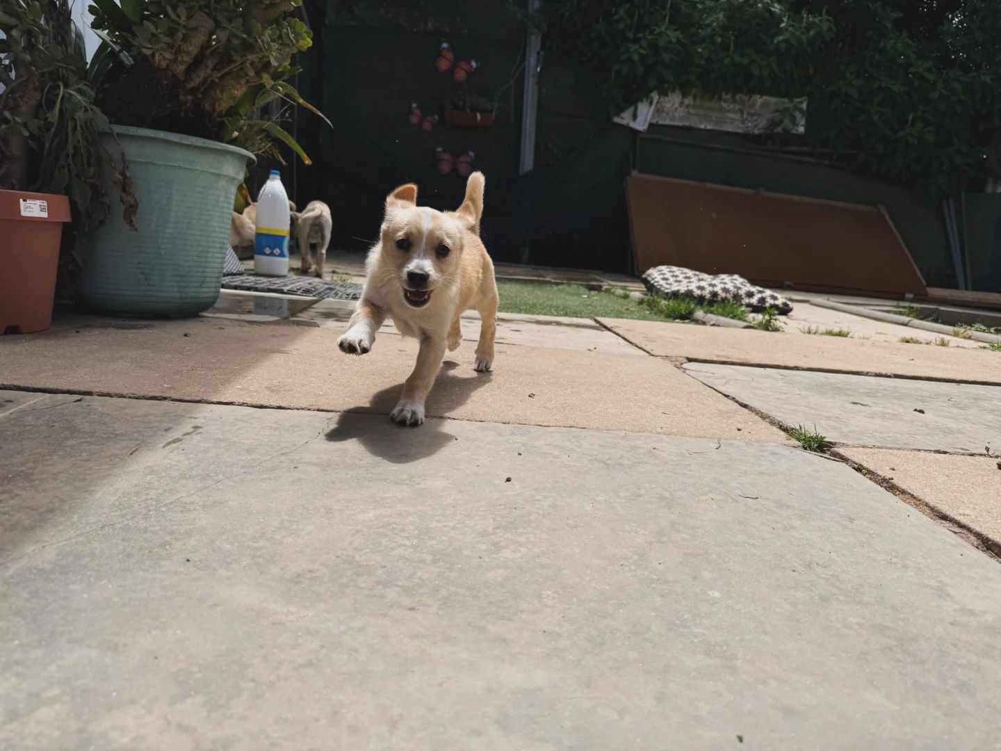Abella. Para adopção