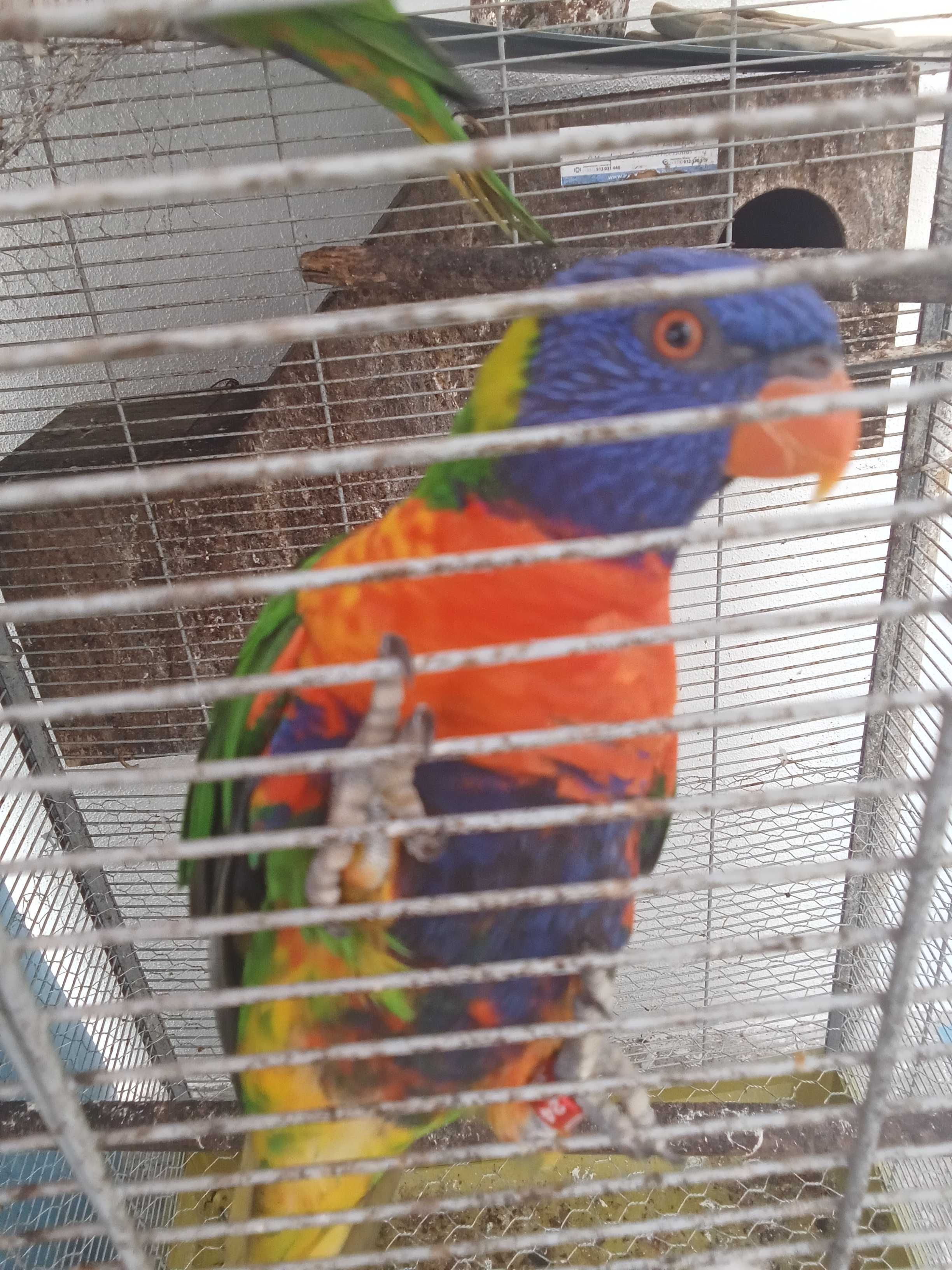 Vendo casal loris