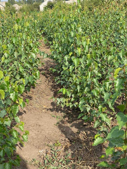 Продам берёзу повислую