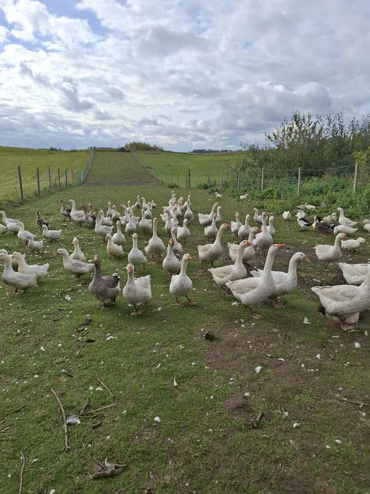 Gęsi kaczki króliki kurczaki mięsne