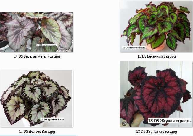 Бегония  декоративно-лиственные бегонии