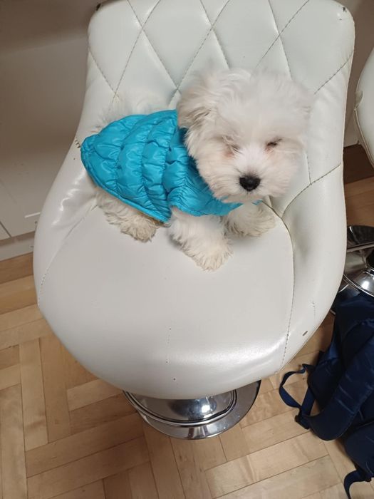 Maltanczyk sliczny piesek