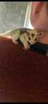 Lotopałanka mozaic sugar glider