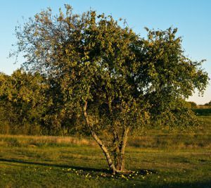 ŻÓŁTNICA POMARAŃCZOWA - sadzonki w doniczkach!