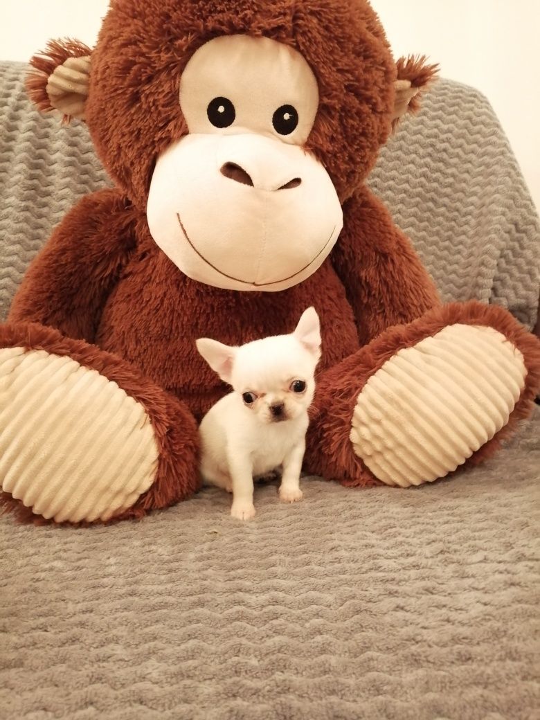 Chihuahua piesek krótkowłosy