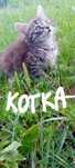 Kotki do oddania