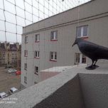 Siatka na balkon Zabezpieczenie dla kota przeciwko ptakom