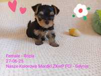 Yorkshire Terrier ZKwP FCI suczka