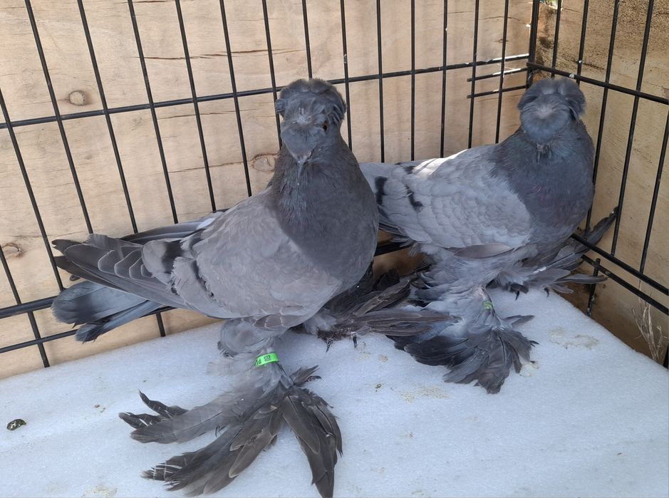 Turkoty niemieckie dwuczube siwe na pasach