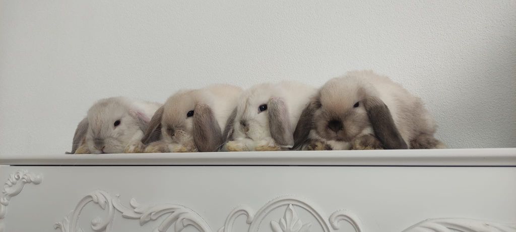 Mini Lop królik gotowe do odbioru