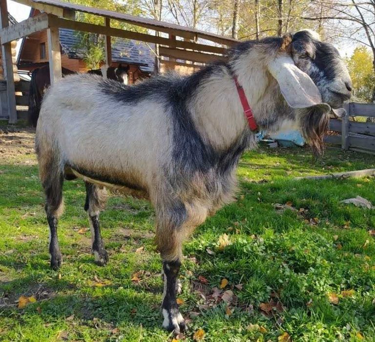 Krycie kozłem anglonubijskim