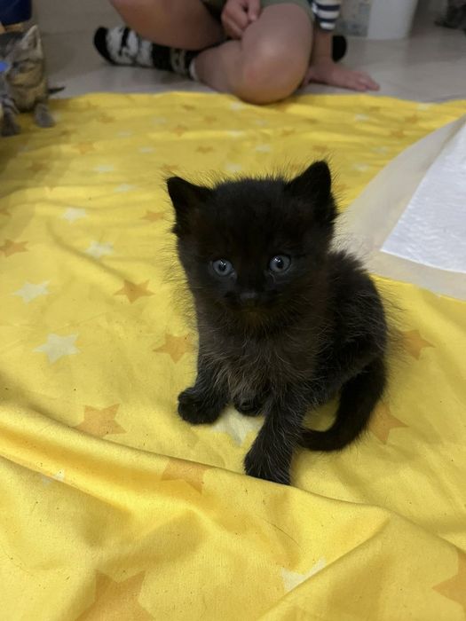 Котики безкоштовно